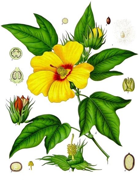 Egyptian cotton plant illustration