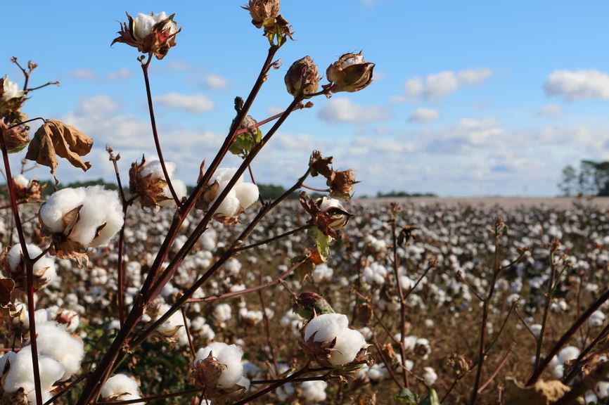 cotton crops