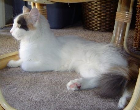 Turkish Van with short coat