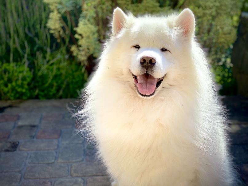 Samoyed breed