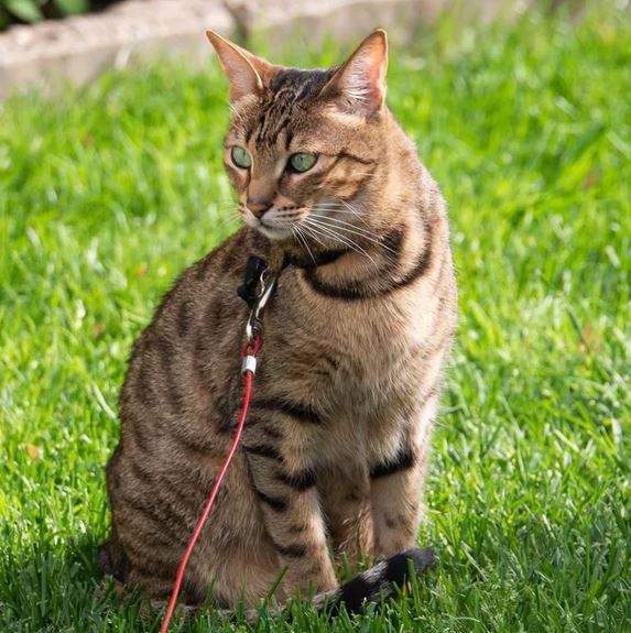 Savannah Cat adult