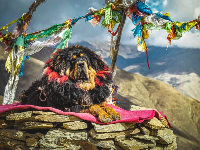 Tibetan Mastiff breed