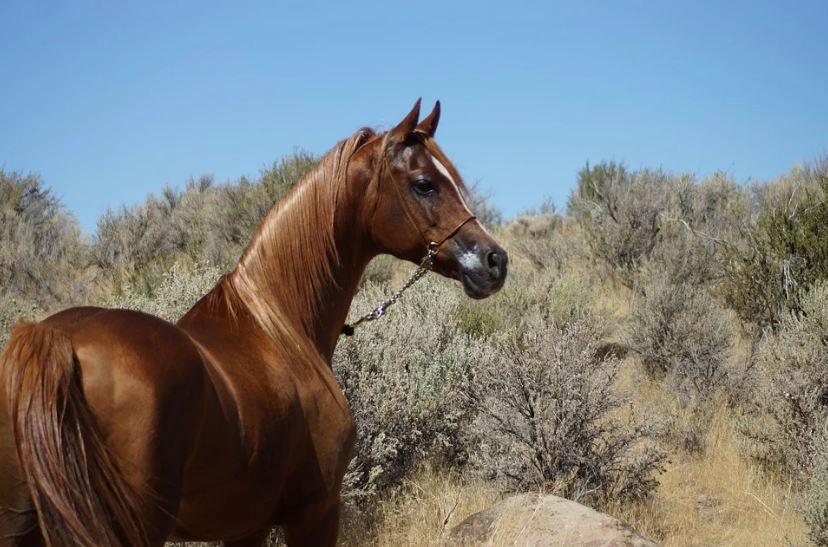 brown Arabian horse