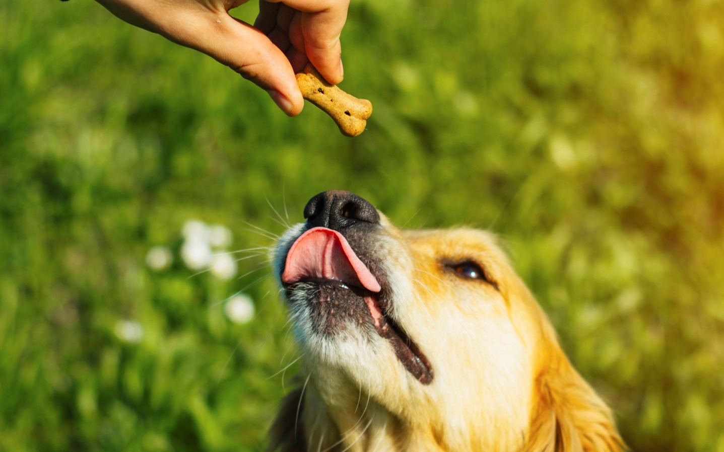 Treats and Soft Chews