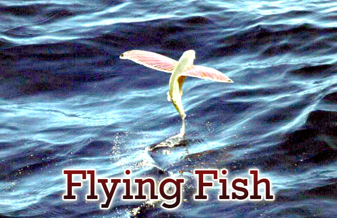 Flying-Fish
