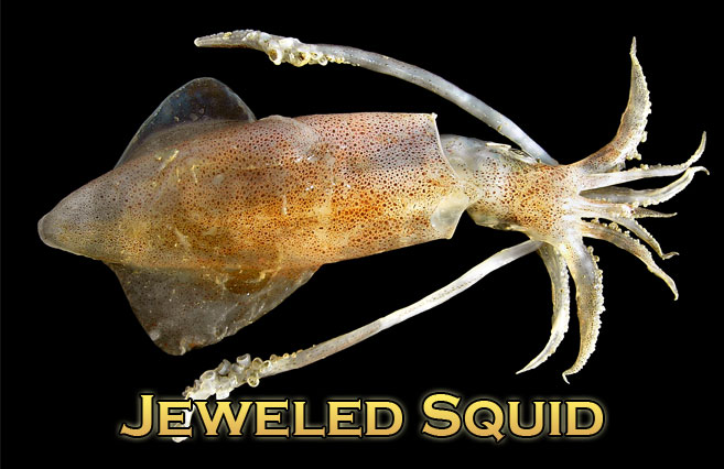 Jeweled-Squid