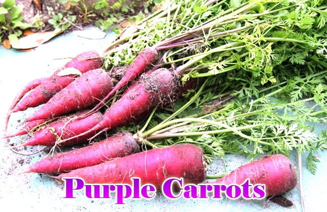 Purple-Carrots