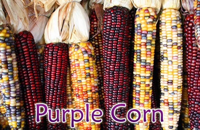 Purple-Corn