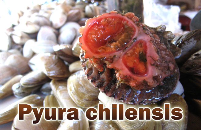 Pyura-chilensis