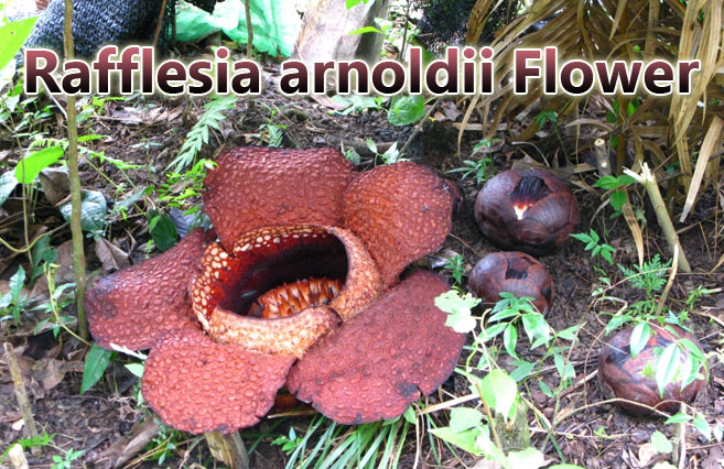 Rafflesia-arnoldii-Flower