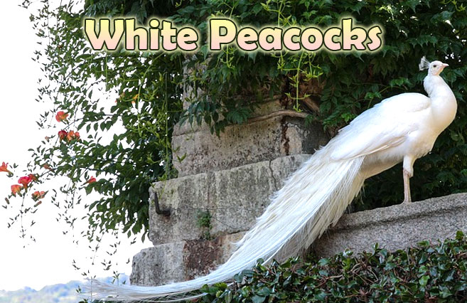 White-Peacocks