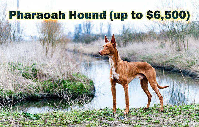 8-pharaoah-hound