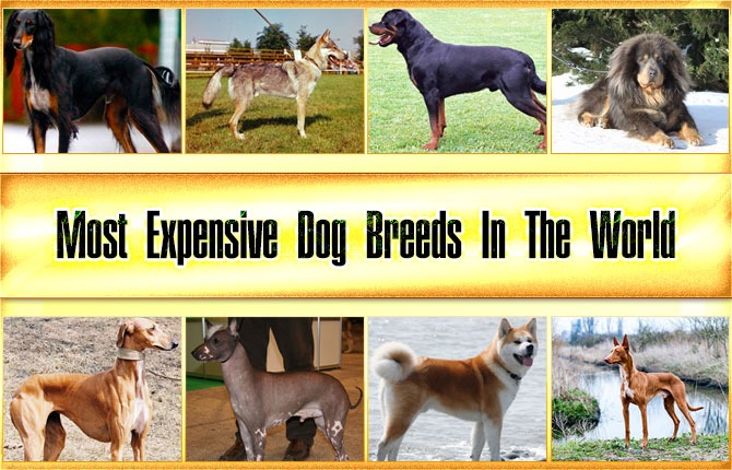 Most Expensive Dog Breeds In The World