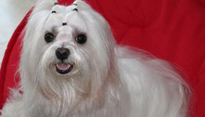 A dog was bequeathed with millions after the death of the “Queen of Mean.”
