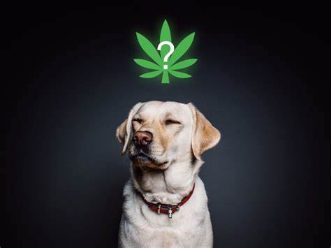 Treat Your Pets with Products from CBD Black Friday Sale