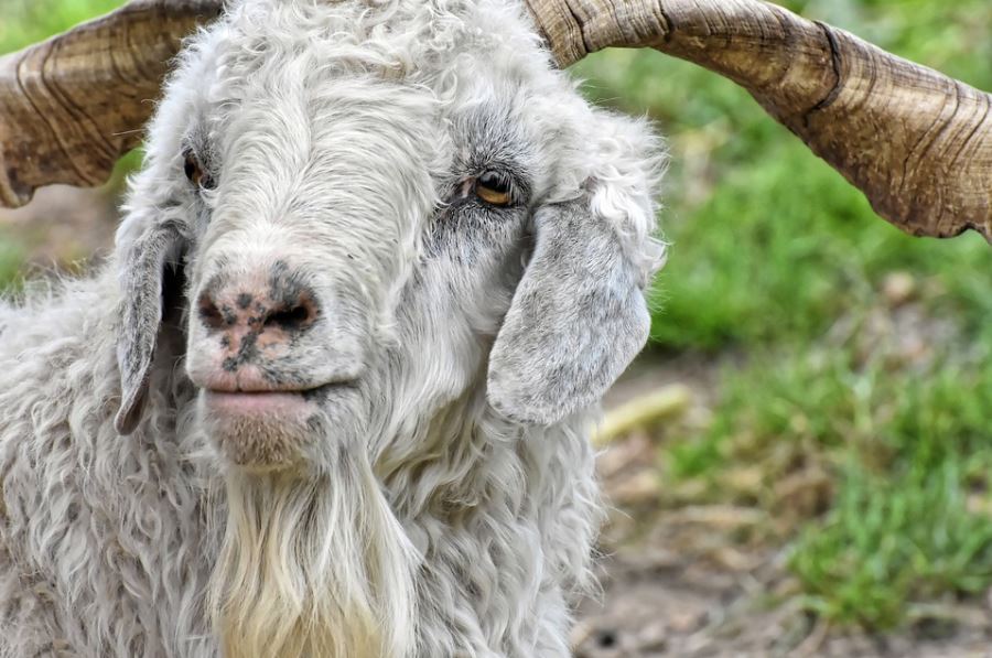 cashmere goat