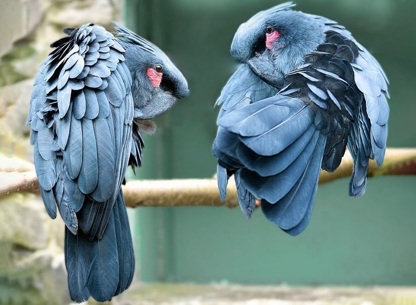 Palm Cockatoo birds